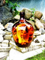 /album/www-pix-fx-de/sa502100-jpg/